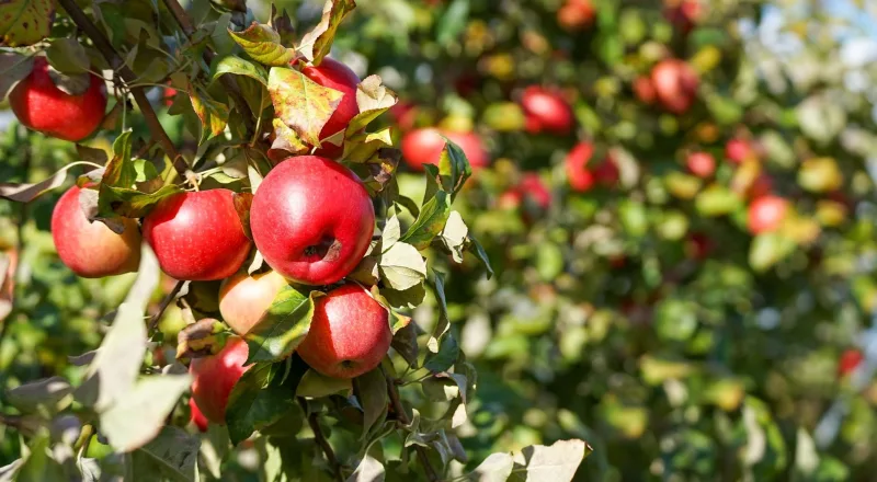 Apple orchard in Douglas, New Brunswick