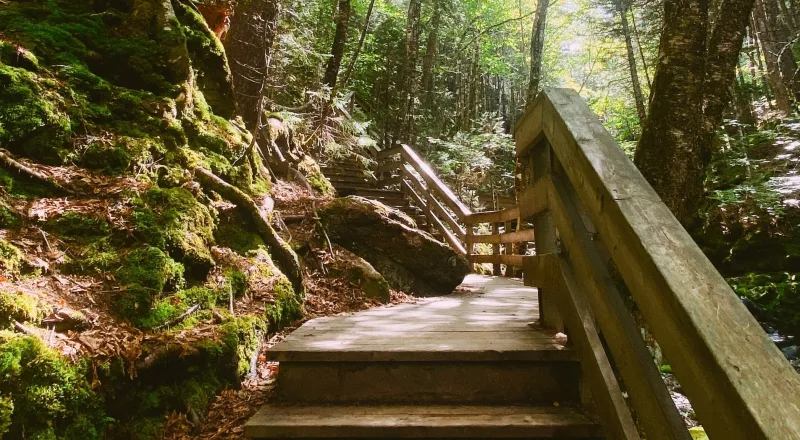 Wooded trail in Hanwell, New Brunswick