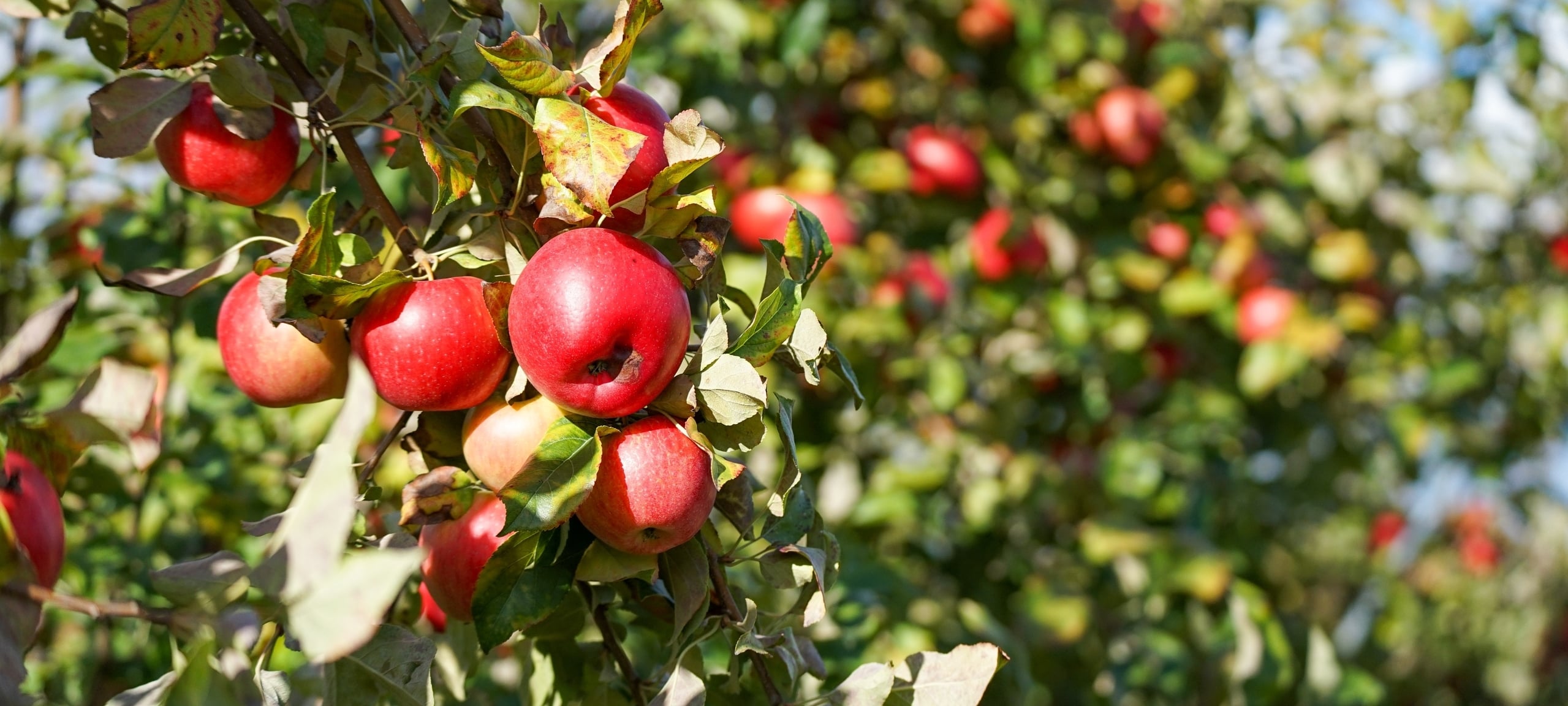 Apple orchard in Douglas, New Brunswick