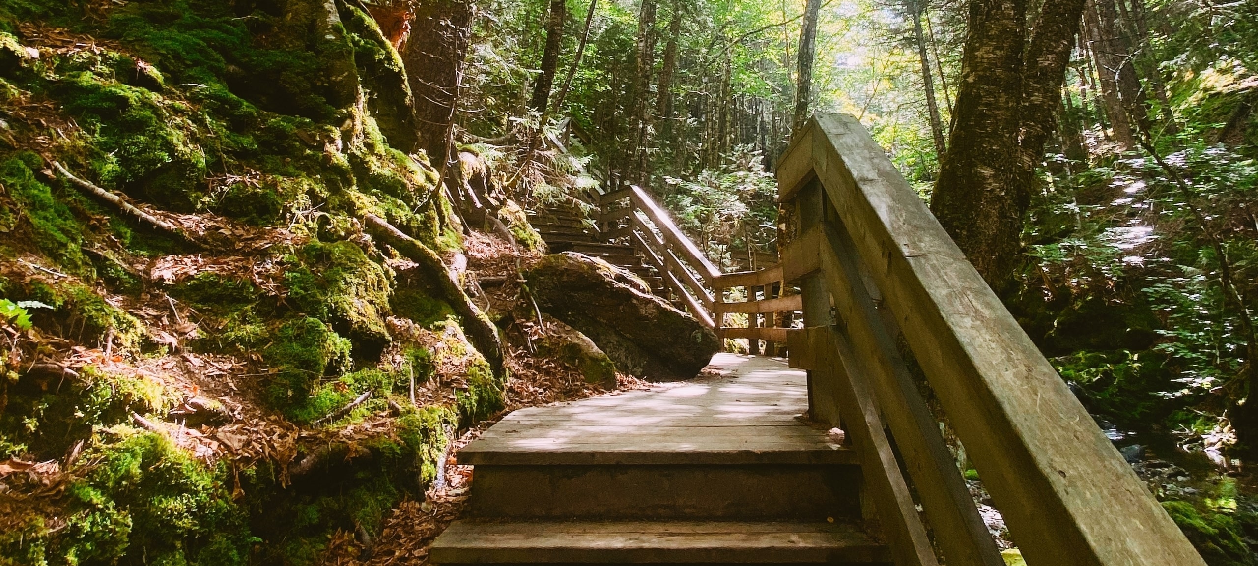Wooded trail in Hanwell, New Brunswick